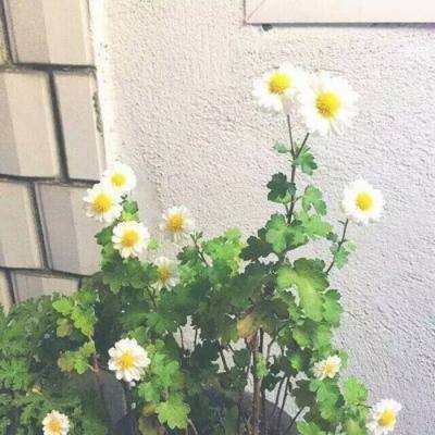 影传说手机版下载